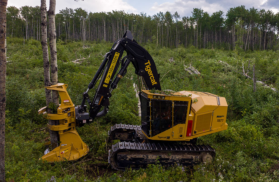 Tigercat X877 track feller buncher in operation in the forest.